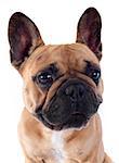 portrait of a purebred french bulldogin front of white background