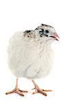 white quail in front of white background