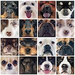 group of purebred dogs on a photography montage