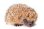 spiny forest hedgehog on a white background