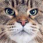 portrait of a purebred  maine coon cat on a white background