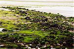 Seaweed and rocks cover a Welse beach after high tide