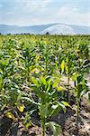 Tobacco plantation and irrigation. Blue sky