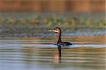 Red Necked Grebe in Danube Delta, Romania