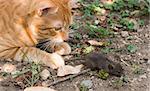 Cat and mouse in garden. Cat catching mouse