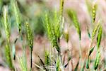 Ears of wheat