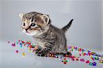 Little kitten with small metal jingle bells beads . Studio shot.