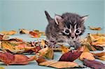 Young 20 days old kitten in autumn leaves. Studio shot.