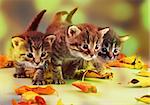 Autumn group portrait of small kittens in fallen dry leaves . Studio shot.