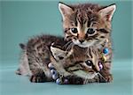 Little kittens with small metal jingle bells beads . Studio shot.