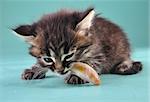 Small kitten cat eats a fish. Studio shot.