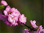 japanese cherry blossom, sakura close up