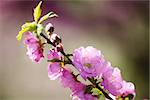 japanese cherry blossom, close up in high resolution 36mpx