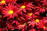 bouquet of red blooming chrysanthemums