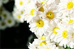 blooming bouquet of white chrysanthemums