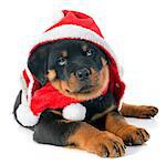 christmas puppy rottweiler in front of white background