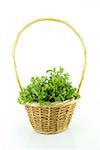 a bunch of cress on a white background