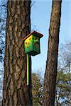 Wooden painted starling-house on a pine tree.