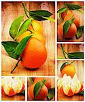 Collection of Fresh Ripe Tangerines Full Body and Lobules with Green Leafs closeup on Rustic Wooden background