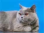 blue british shorthair cat, on blue background