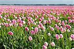 many pink tulips om spring fields in Alkmaar, North Holland