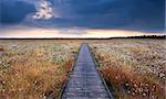 wooden path on swamp with cotton-grass after storm