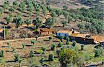 Olive Grove on the Hillside in Portugal