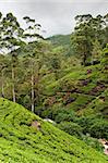 A shot of a countryside with tea plantations. Sri Lanka.