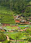 A countryside with tea plantations and vegetable gardens. Sri Lanka