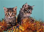 Chistmas portrait of little kittens . Studio shot.