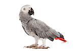 African Grey Parrot ,Psittacus erithacus in front of white background