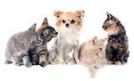 portrait of a purebred  maine coon kitten and chihuahua on a white background