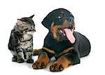 portrait of a purebred puppy rottweiler and kitten in front of white background