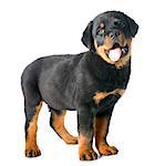 portrait of a purebred puppy rottweiler in front of white background