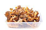 golden chanterelles in front of white background