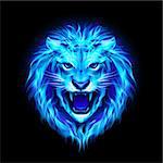 Head of aggressive blue fire lion isolated on black background.