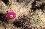 Flowering Cactus Spiny Plant Growth Desert Ground Southwest