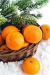Fresh tangerine in a basket with  spruce branch