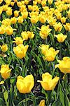 image of yellow tulips on the flower-bed