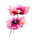 Stylized Poppy flowers watercolor illustration