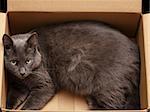 british shorthair cat in the box, pretty looking