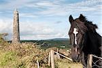 Irish horse and ancient round tower in the beautiful Ardmore countryside of county Waterford Ireland