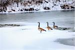 Canadian geese on a lake in Central Kentucky in winter