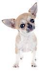 portrait of a cute purebred  puppy chihuahua in front of white background