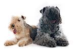 kerry blue terrier and lakeland terrier in front of white background