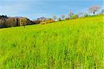 Green Pastures around Farm House in Switzerland