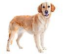 purebred golden retriever in front of a white background