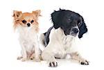 portrait of a brittany spaniel and chihuahua in front of white background