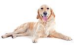 purebred golden retriever in front of a white background