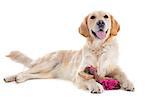 purebred golden retriever in front of a white background